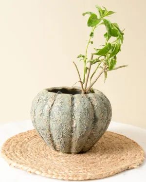 Antique Pumpkin Planter Vintage Charm for Your Garden | Plant Not Included