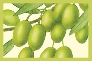 Hojiblanca Extra Virgin Olive Oil