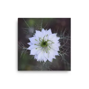 "For Someone Special" White Flower Canvas