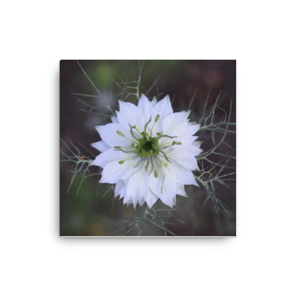 "For Someone Special" White Flower Canvas